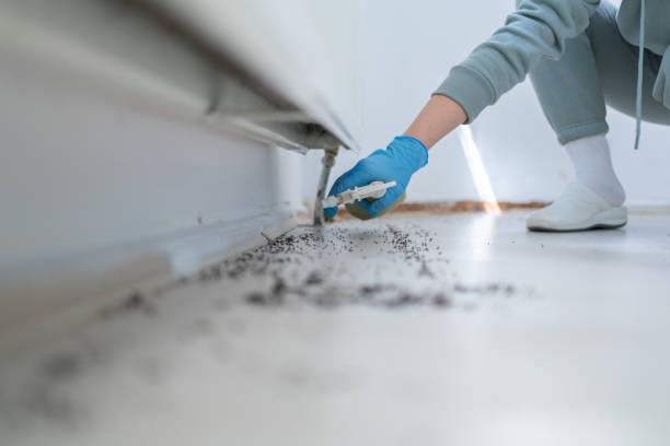 Reliable Green Park, MO Pest Control Solutions